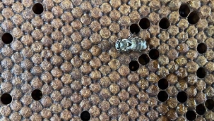 Yığılcı arısı, 5'inci arı ırkı olarak tescillendi