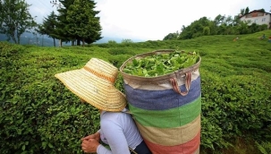 6 ayda 97 ülkeye 3 bin 652 ton çay ihraç edildi
