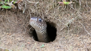 ABD'den istilacı piton yuvalarına baskın 