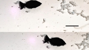 ABD'de plastik toplayan robot balık üretildi