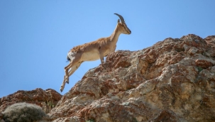 Adıyaman'da dağ keçisi avına 254 bin 200 TL ceza
