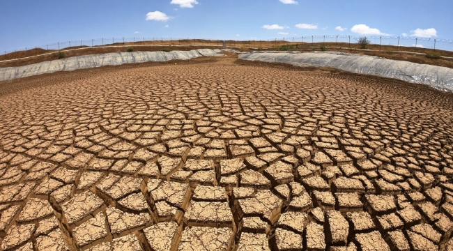 Almanya'da kuraklığa dayanıklı bitki geliştirildi