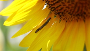 Ayçiçeğinde çayır tırtılı mücadele talimatı hazır