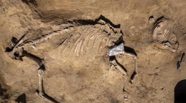 Belçika'da at ve insan kalıntıları bulundu