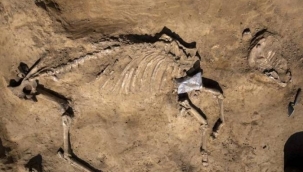 Belçika'da at ve insan kalıntıları bulundu