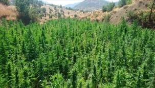 Bingöl'de 252 bin kök Hint keneviri ele geçirildi