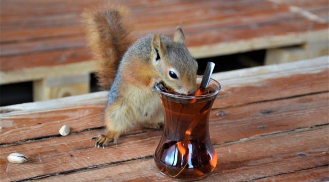 Cep sincaplarının tarım yaptığı keşfedildi