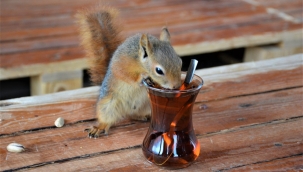 Cep sincaplarının tarım yaptığı keşfedildi