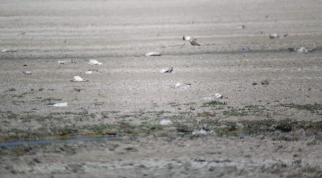 Düden Gölü'nde yüzlerce ölü martı bulundu