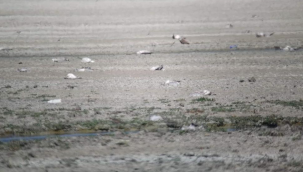 Düden Gölü'nde yüzlerce ölü martı bulundu