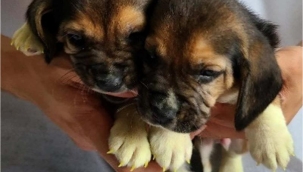 G. Kore'de genetiği değiştirilmiş köpek klonlandı