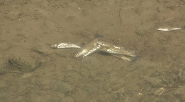 Harşit Çayı'nda toplu balık ölümleri