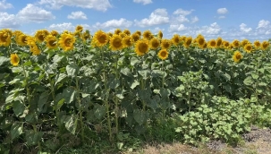 İstanbul'da ayçiçeği tarlalarında tırtıl istilası