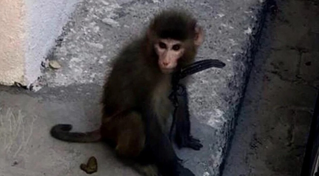 İzmir/Reis Mahallesi'nde başı boş makak bulundu