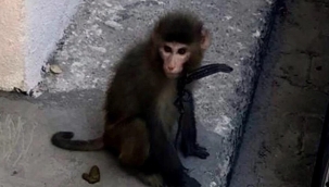 İzmir/Reis Mahallesi'nde başı boş makak bulundu