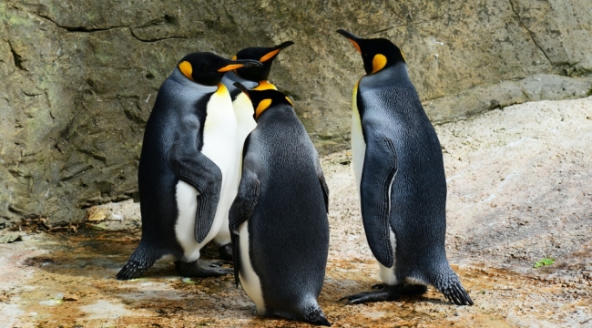 Japonya'da penguenlerden enflasyon protestosu