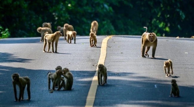 Japonya'da maymun saldırısı: 8 kişi yaralandı