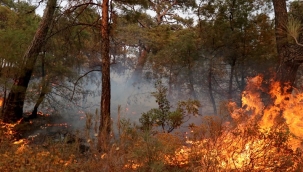 Kirişci: "Datça'da 600 hektarlık alan zarar gördü"
