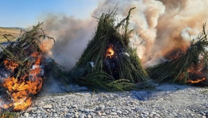 Kırklareli'nde 208 bin kök Hint keneviri bulundu