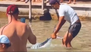 Marmaris'te köpek balığı sanılan zarganaya tokat