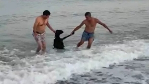 Mersin'de sahibinden kaçan keçi denize atladı