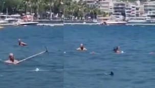 Muğla'da vatandaşlar zarganayı köpek balığı sandı