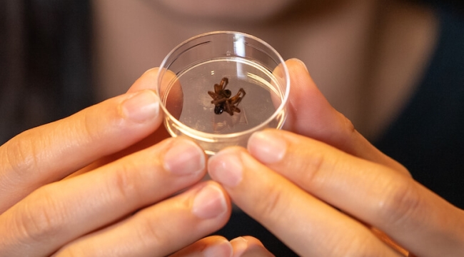 Örümcek bacağından robot geliştirildi: Nekrobot