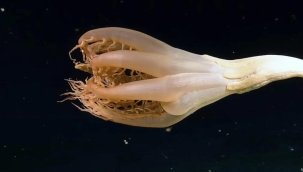 Pasifik Okyanusu'nda ilk defa deniz teleği görüldü