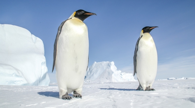 Penguenler iklim krizine ayak uyduramayabilir