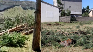 Sivas'ta camii bahçesindeki 33 Adet ağaç kesildi