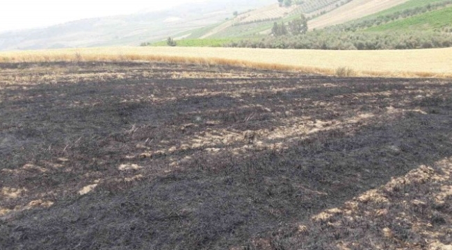 Tekirdağ'da 1000 dönüm buğday tarlası yandı