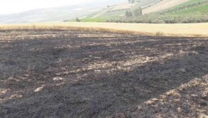 Tekirdağ'da 1000 dönüm buğday tarlası yandı