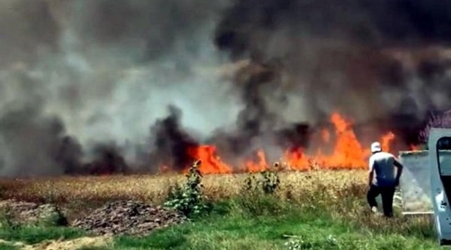 Tekirdağ'da 50 dönüm buğday tarlası yandı