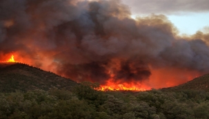Tunus'taki orman yangını %90 kontrol altına alındı