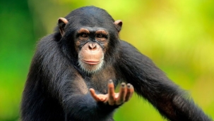 Uganda'da şempanzeler 6 ayda 4 çocuğu öldürdü