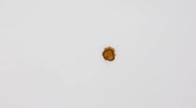 Yeni Zelanda'da turşu diliminden sanat eseri