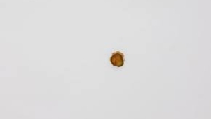 Yeni Zelanda'da turşu diliminden sanat eseri