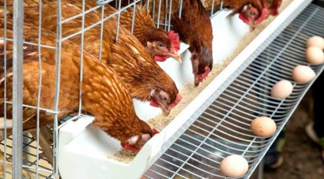 Yumurta üreticileri artan maliyetlere yetişemiyor