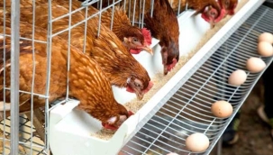 Yumurta üreticileri artan maliyetlere yetişemiyor