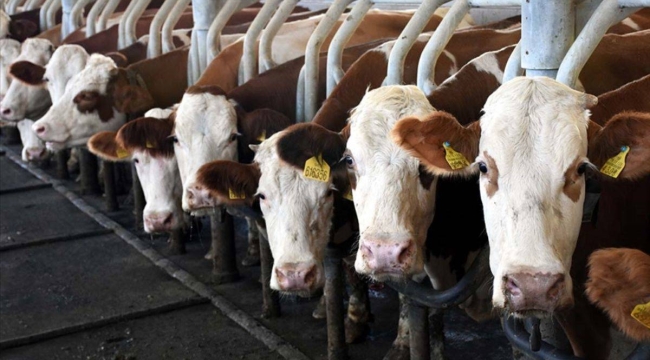 150 bin besilik erkek sığır ithal edilecek