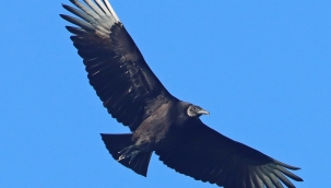 ABD'de bir barınakta kuş gribi: 700 akbaba öldü