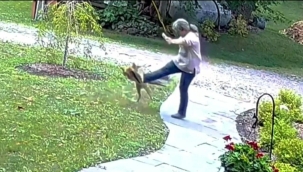 ABD'de bir kadın bir tilkinin gazabına uğradı