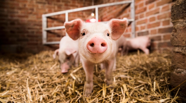 ABD'de ölü bir domuzun organları canlandırıldı