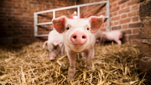 ABD'de ölü bir domuzun organları canlandırıldı