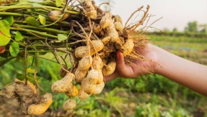 Adana'da yer fıstığı ekim alanı %60 azaldı