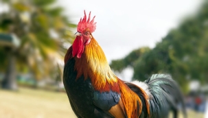 Almanya'da çok öten horuzun sahibine dava açıldı