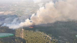 Aydın Söke'de ormanlık alanda yangın çıktı
