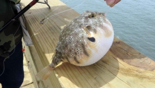 Balon balığı avlama teşviği: Kuyruk başı 12,5 TL 