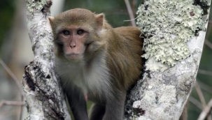 Brezilya'da virüslü diye maymunlar öldürülüyor