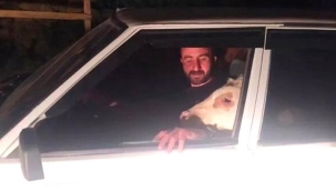 Bunalıma giren buzağı Sivas'ta arabayla gezdirildi